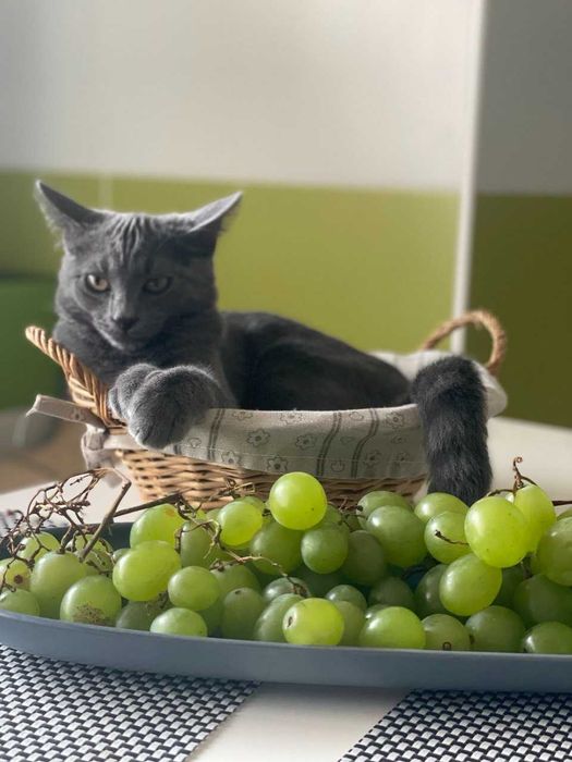 Кіт на в'язку, 1 рік, британець. Звуть Усик