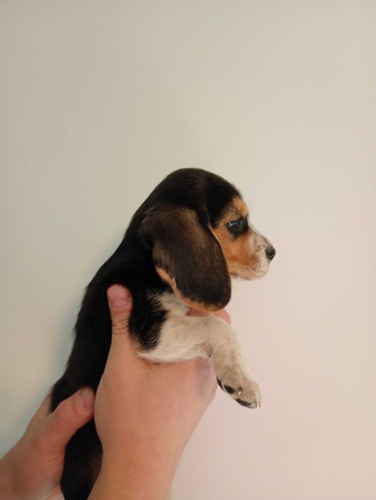 Mala beagle (Fela) szuka domu