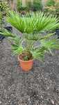 Palma mrozoodporna Karłatka Chamaerops humilis