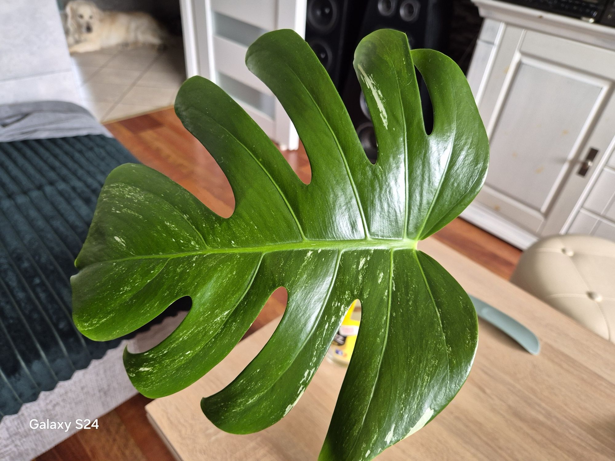 Pędówka nr. 2 monstera variegata