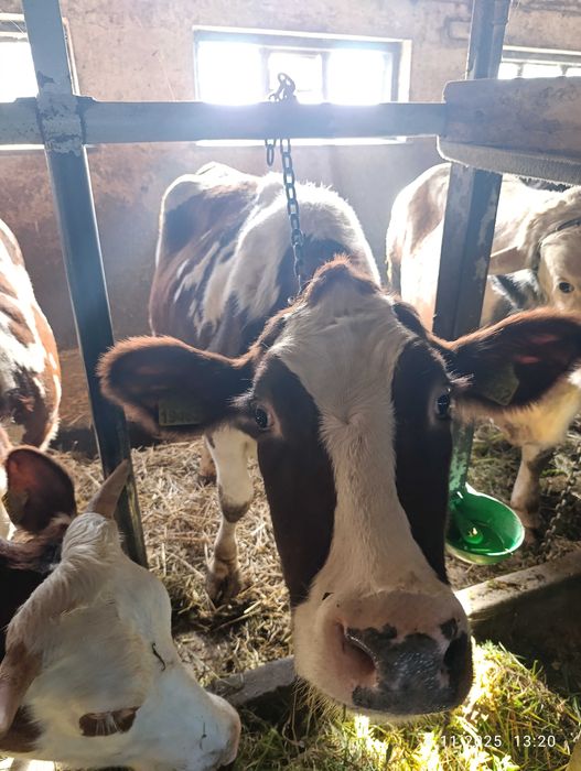 Jałówka wysokocielna