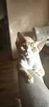 Kocurek Devon Rex