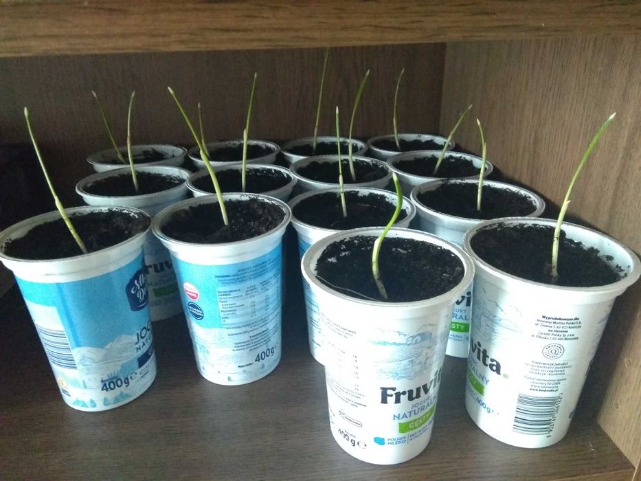 Sadzonki z pestek daktyla Izrael/Palestyna