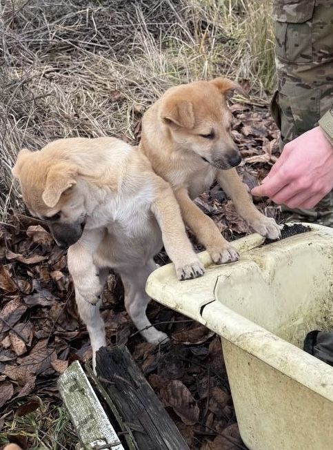 Цуценя в сімʼю!!!малі на вулиці