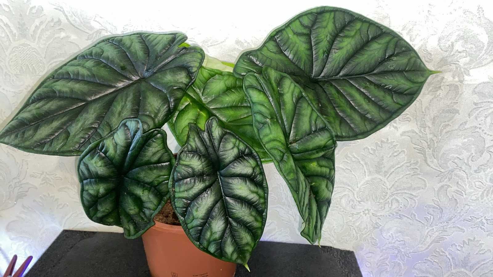 Alocasia 'dragon Scale' Алоказия