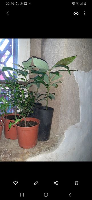 Abacateiro pera abacate