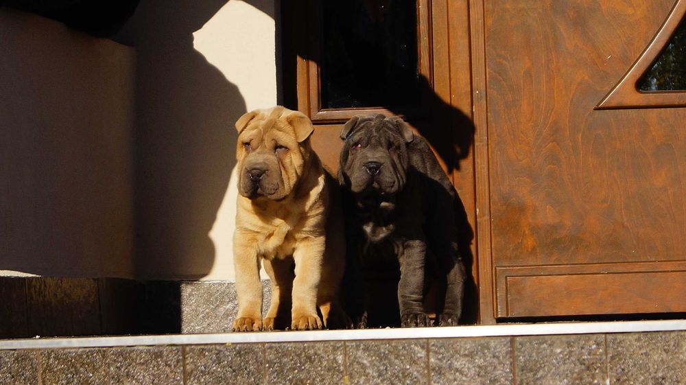 Szczeniak blue, Shar Pei z rodowodem, błękitny Filo