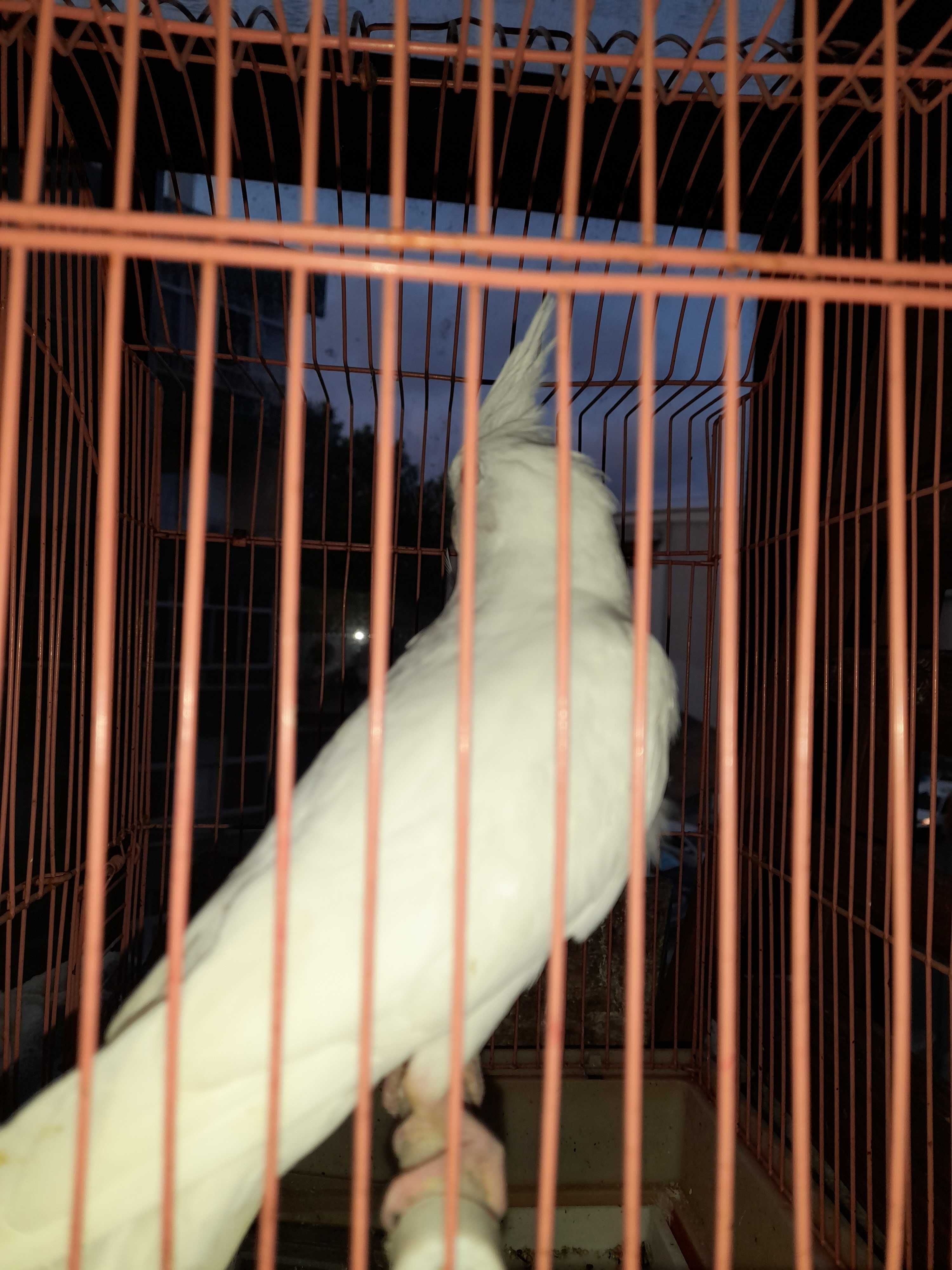 Caturra albina branca