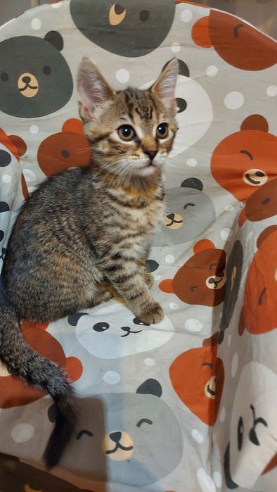 Piękna kotka szuka domu