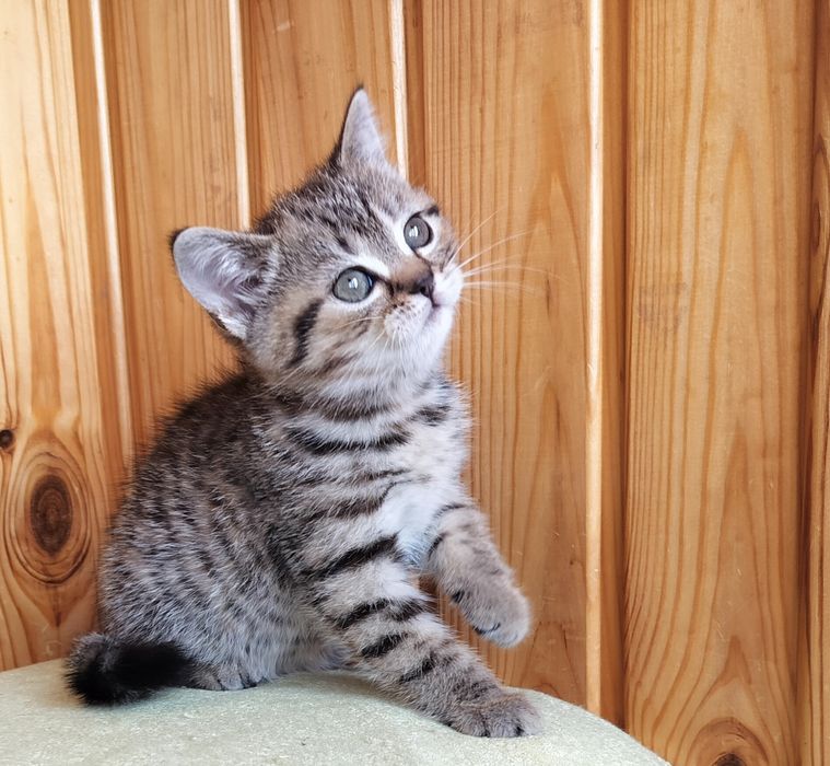 Дівчинка-красуня полосата шотландочка