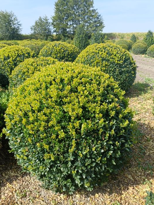 Bukszpan kula średnica 60, 70 oraz 80cm.