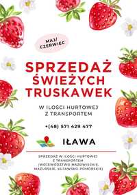 Świeże truskawki HURT