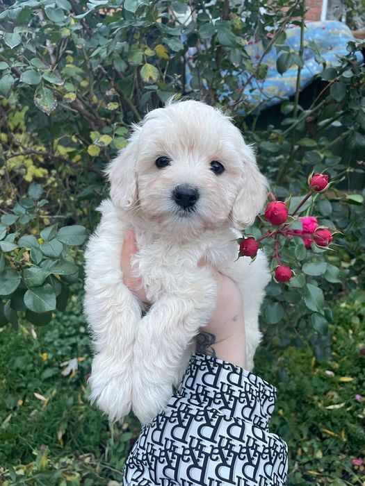 Щенки Мальтипу мальчики и девочки