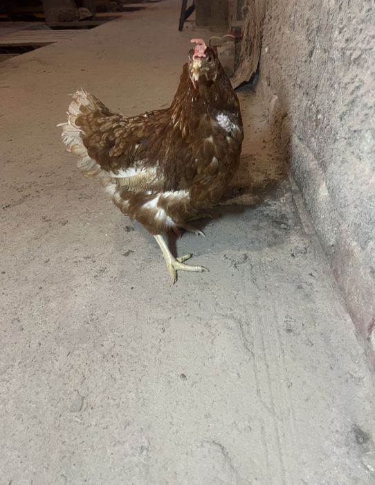 Курочка насушка біла та червона