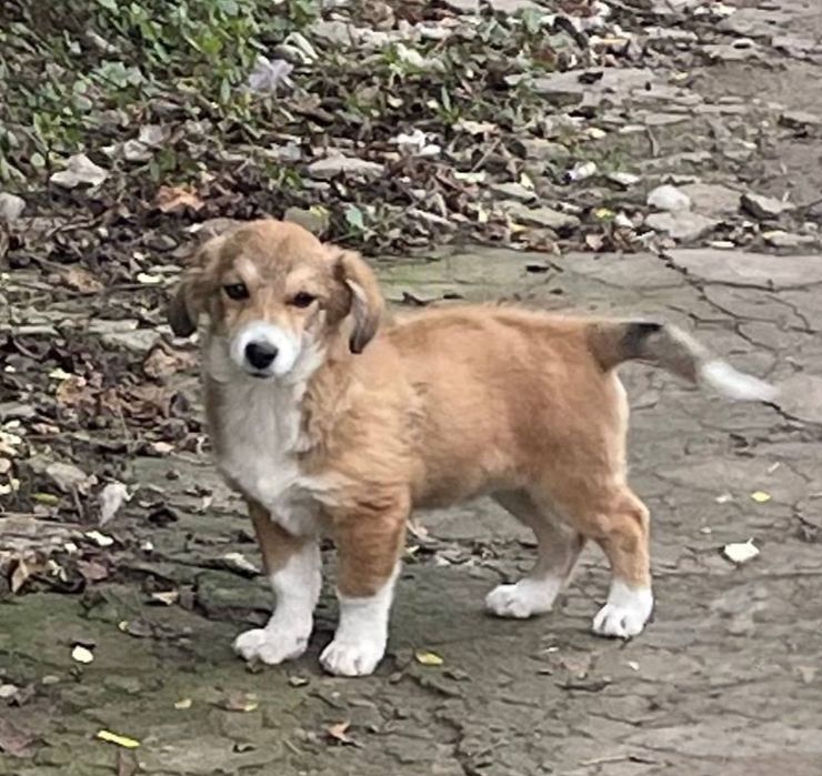 Отдам даром в добрые руки щенка метис корги