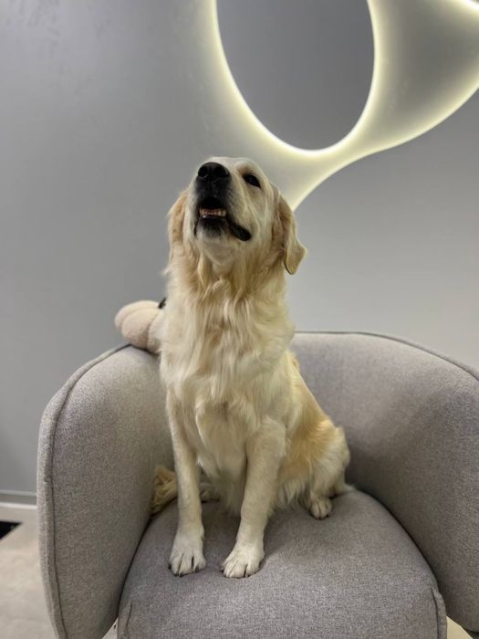 Щенки от золотистого ретривера.