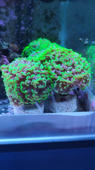 Euphyllia paraancora Fluo Gdynia/Gdańsk