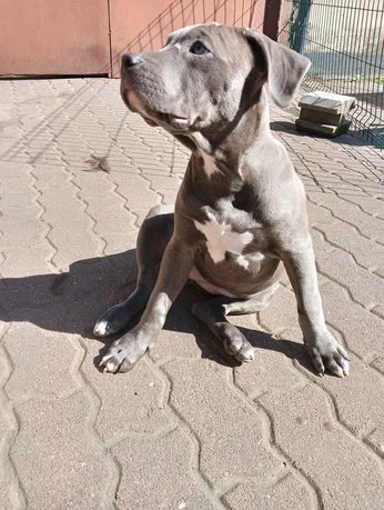 American Bully ABKC szczeniak suczka