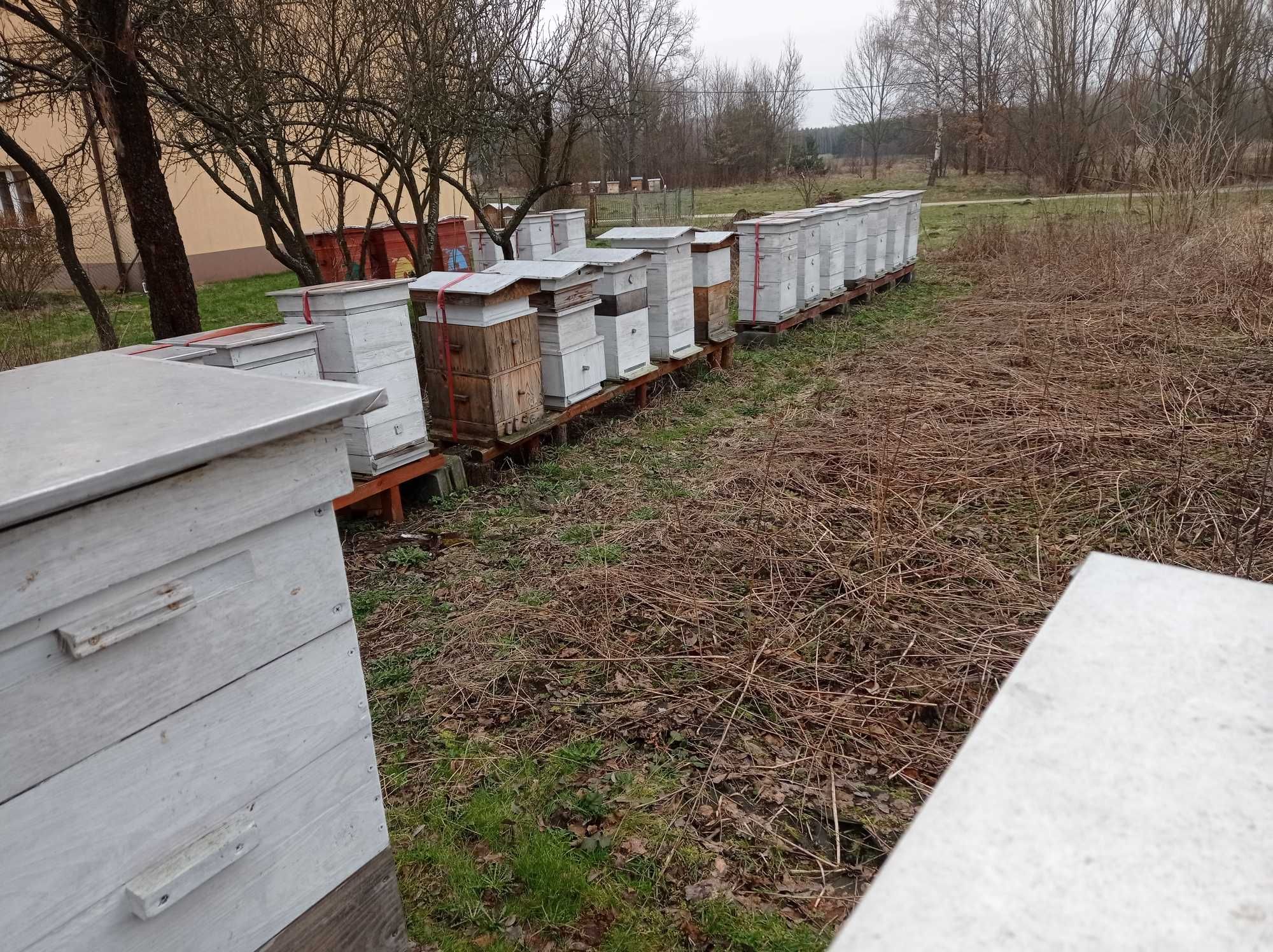 Rodziny pszczele i odkłady na ramce Wielkopolskiej i Warszawskiej Zwył