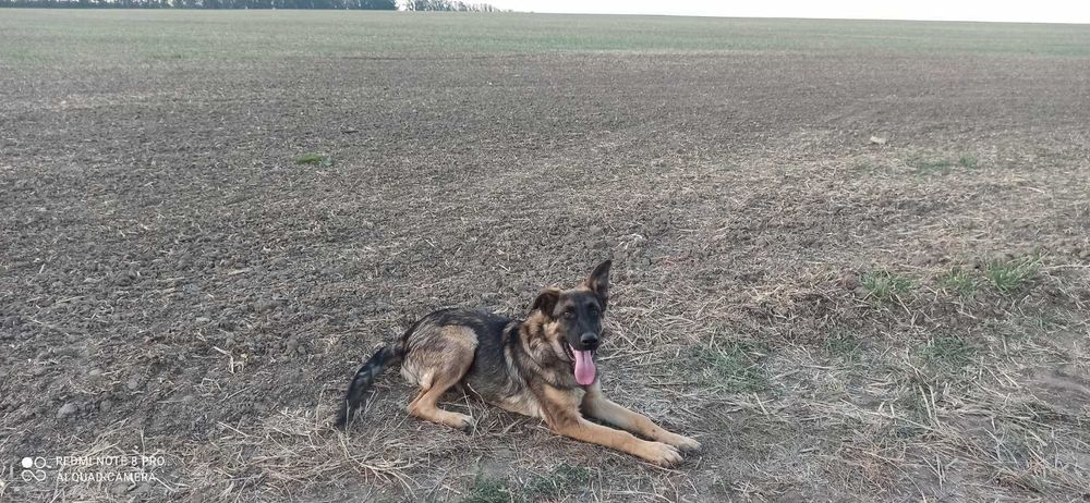 Продам кобеля німецької вівчарки 5 місяців