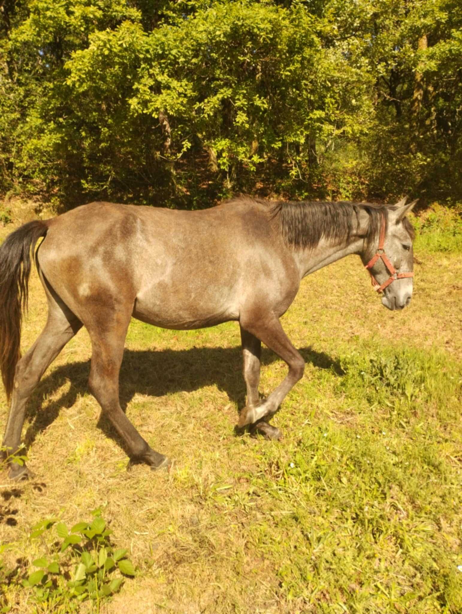 Poldra lusitana PSL