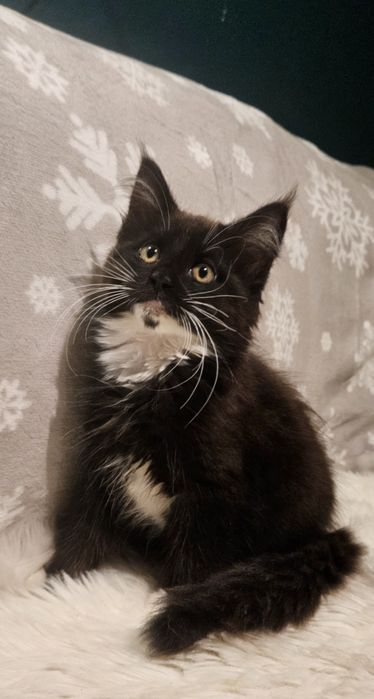 Maine coon czarno biała CORA kotka kocica