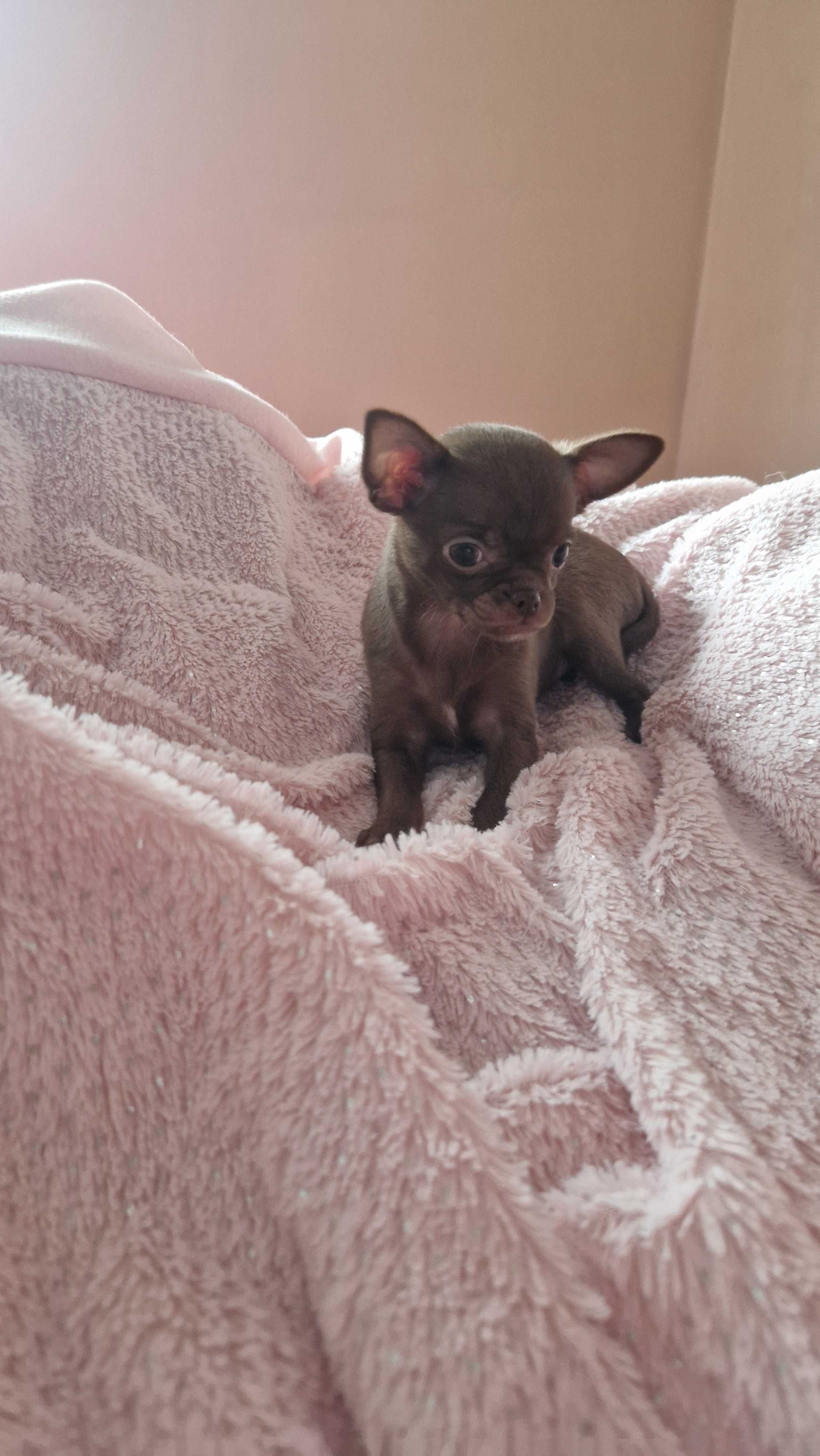 Chihuahua sunia czekoladowa, juz do odbioru