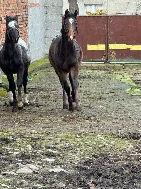 Źrebak maści tarantowatej 11 miesięcy ogierek SP opisany