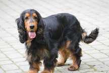 cocker spaniel angielski suczka 37-miesięczna czarna-podpalana