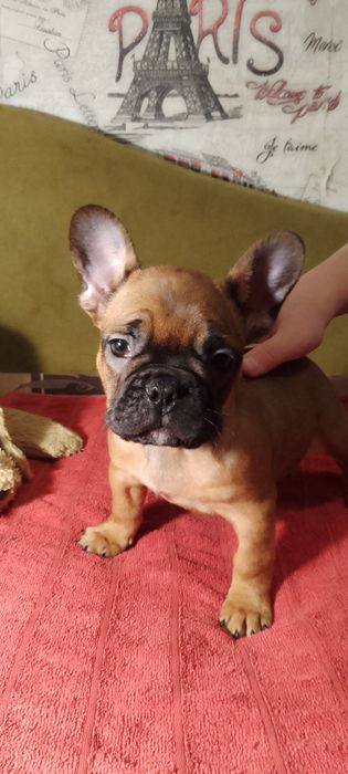 Французкий бульдог.