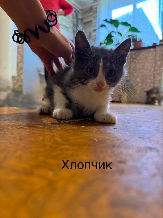 Віддам кошенят у добрі руки