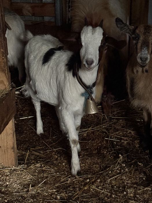 Vendo cabritas novas
