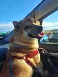 Shiba Inu szuka domu