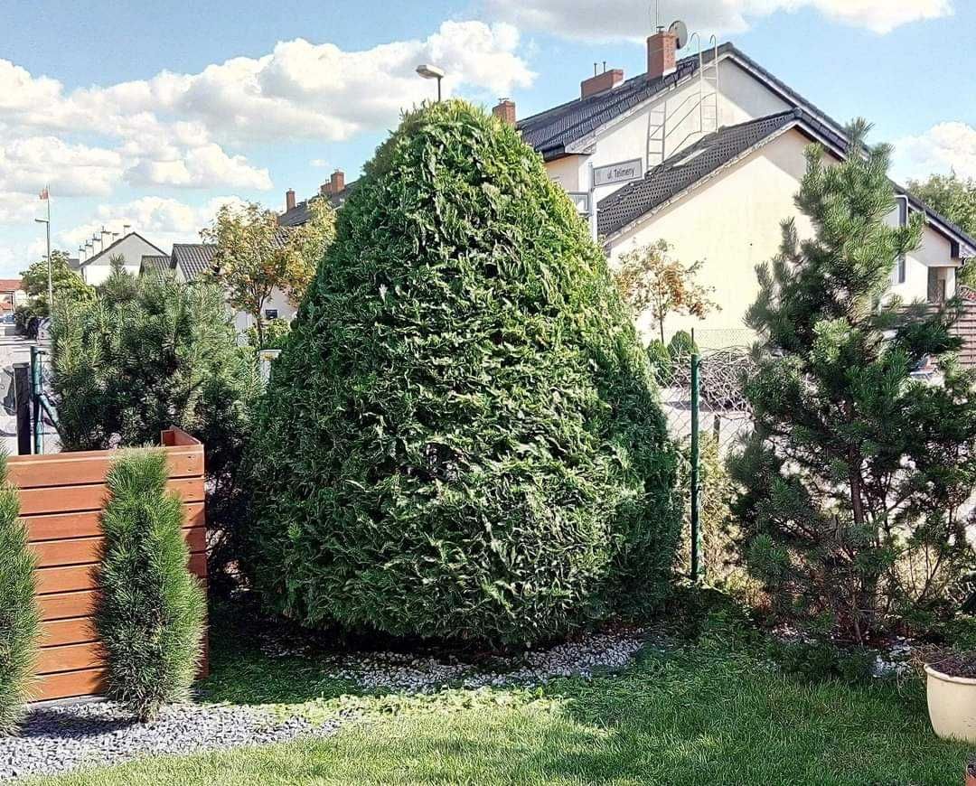 Przycinanie i formowanie krzewów