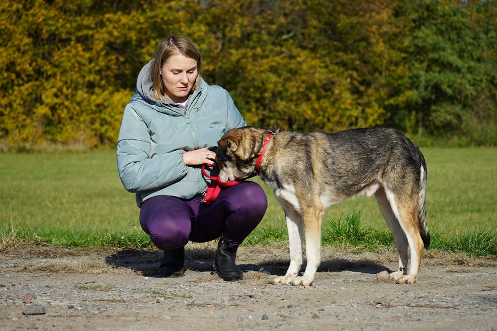 Azor - zagłodzony psiak potrzebuje domu - pomagamy w transporcie
