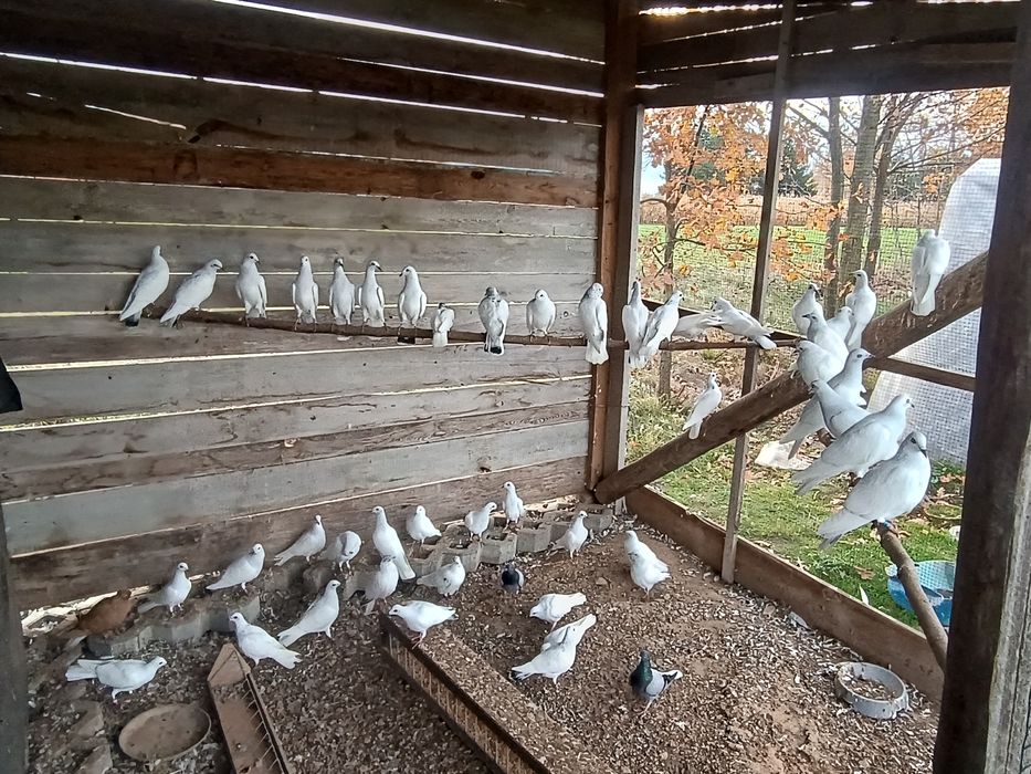 Sprzedam lot 50 sztuk. Zapraszam do kontaktu.