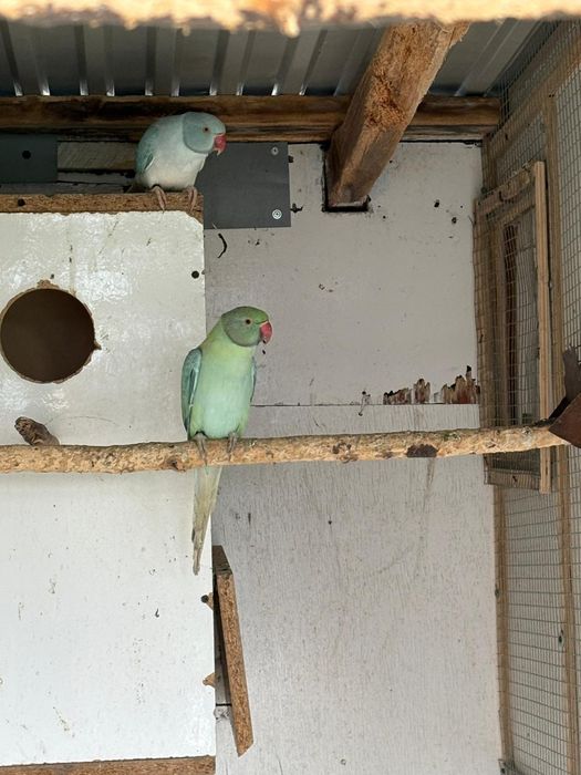 Aleksandretty obrozne