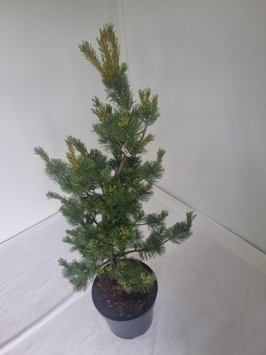 Sosna Drobnokwiatowa Pinus Negishi – Drzewko Ozdobne, Wys. 120 cm, 7L