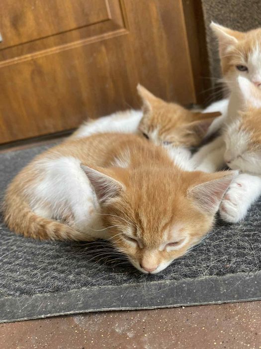 Małe kotki szukają domu