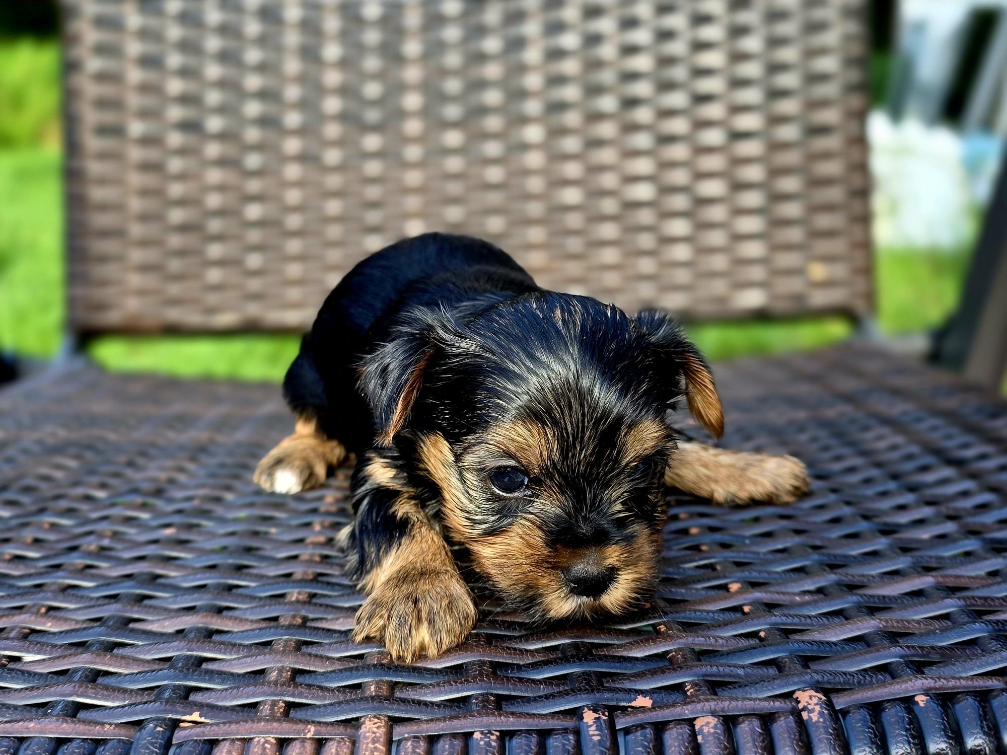 Yorkshire Terrier szczeniak piesek wyprawka, metryka nie są mini