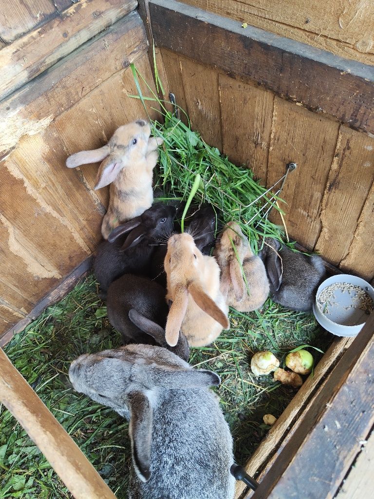 Młode króliki 2 miesięczne