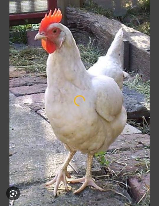 Інкубаційне Яйце Леггорн