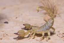 Scorpio maurus parki Duże skorpiony