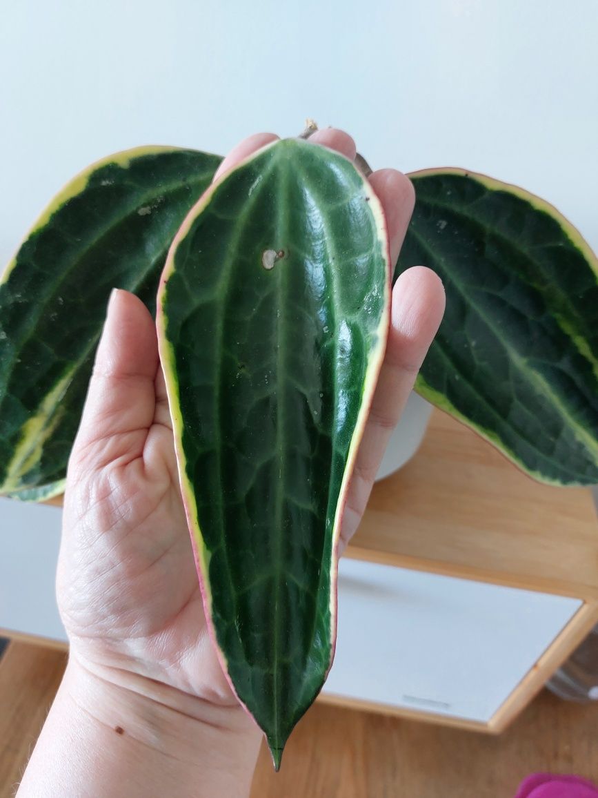 Hoya macrophylla/latifolia albomarginata