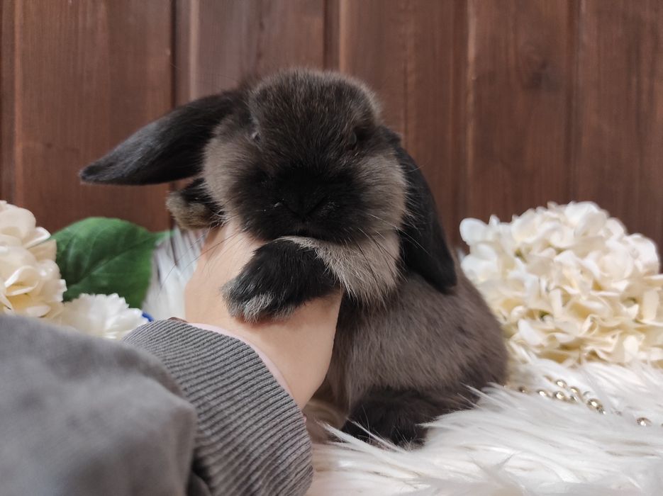 Mini Lop Króliczki z WYPRAWKĄ I KSIĄŻECZKĄ Śliczne Malutkie Mini Lop