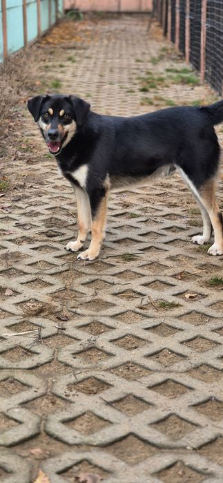 Piesek Około 2 lata