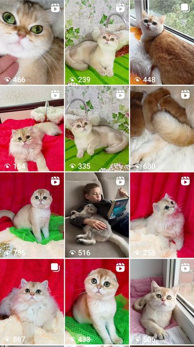 Ручные и ласковые котята золотые шиншиллы
