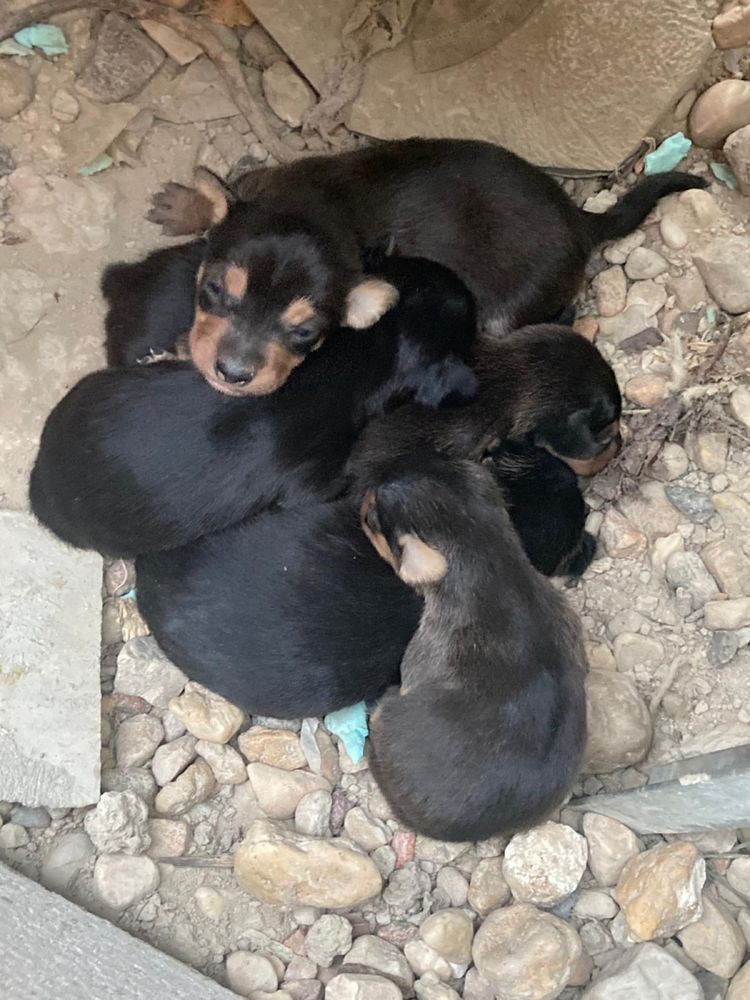 Cães para adoção bébes  RESPONSÁVEL