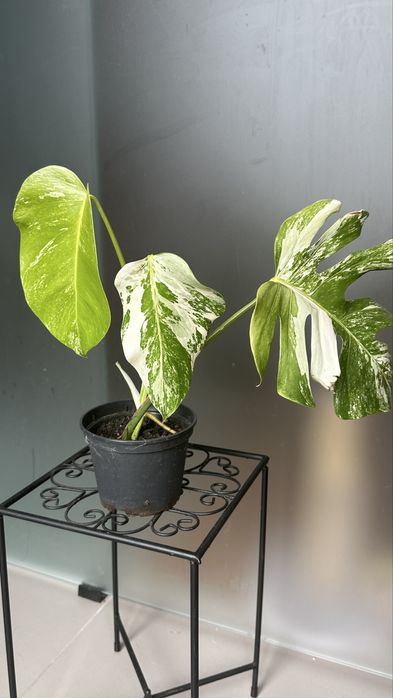 Monstera variegata