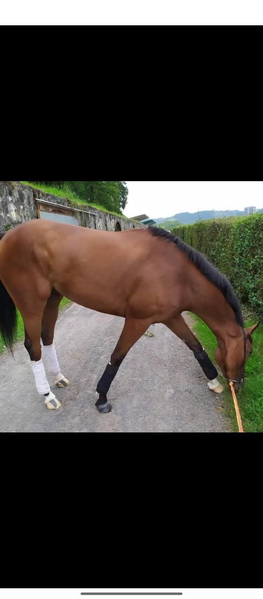Cavalo puro sangue inglês